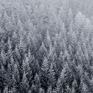 Meet your Posher, Ally